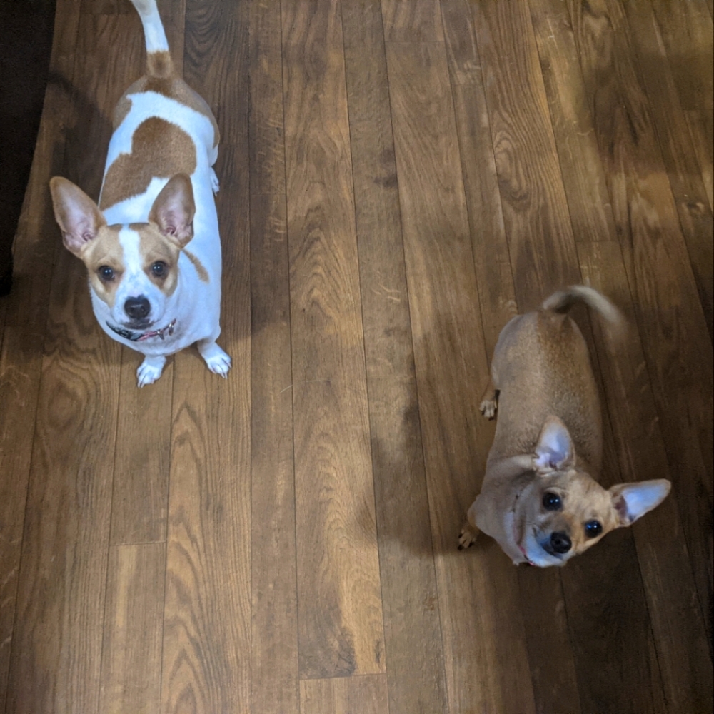 Dual dog love
